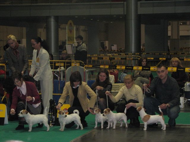 Klubowa Wystawa Terierów Poznań 2007 - konkurencje finałowe.