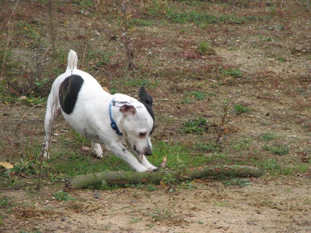 img_0003.jpg