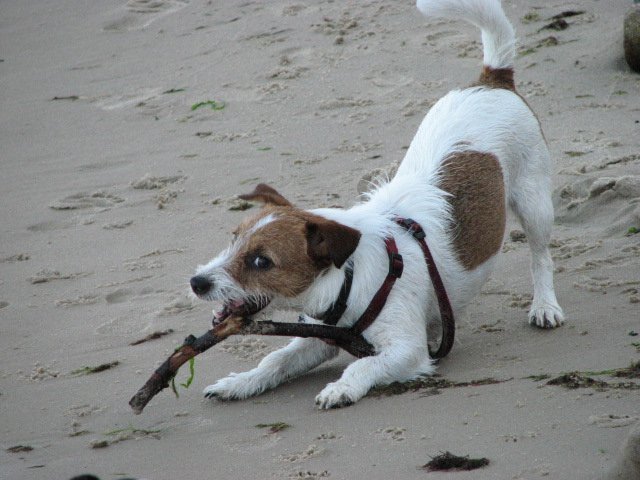 pobytwsopocie20095.jpg
