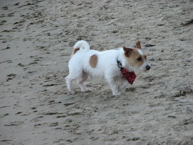sopot20097.jpg
