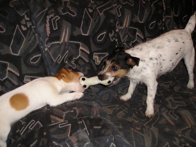 p1010141.jpg