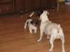 img_1229_small.jpg