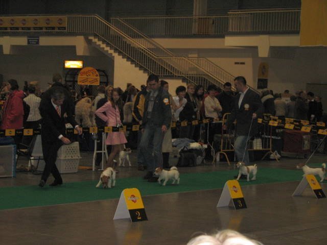 worlddogshowpozna20062.jpg